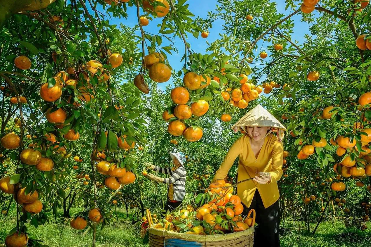 Vườn quýt hồng Lai Vung