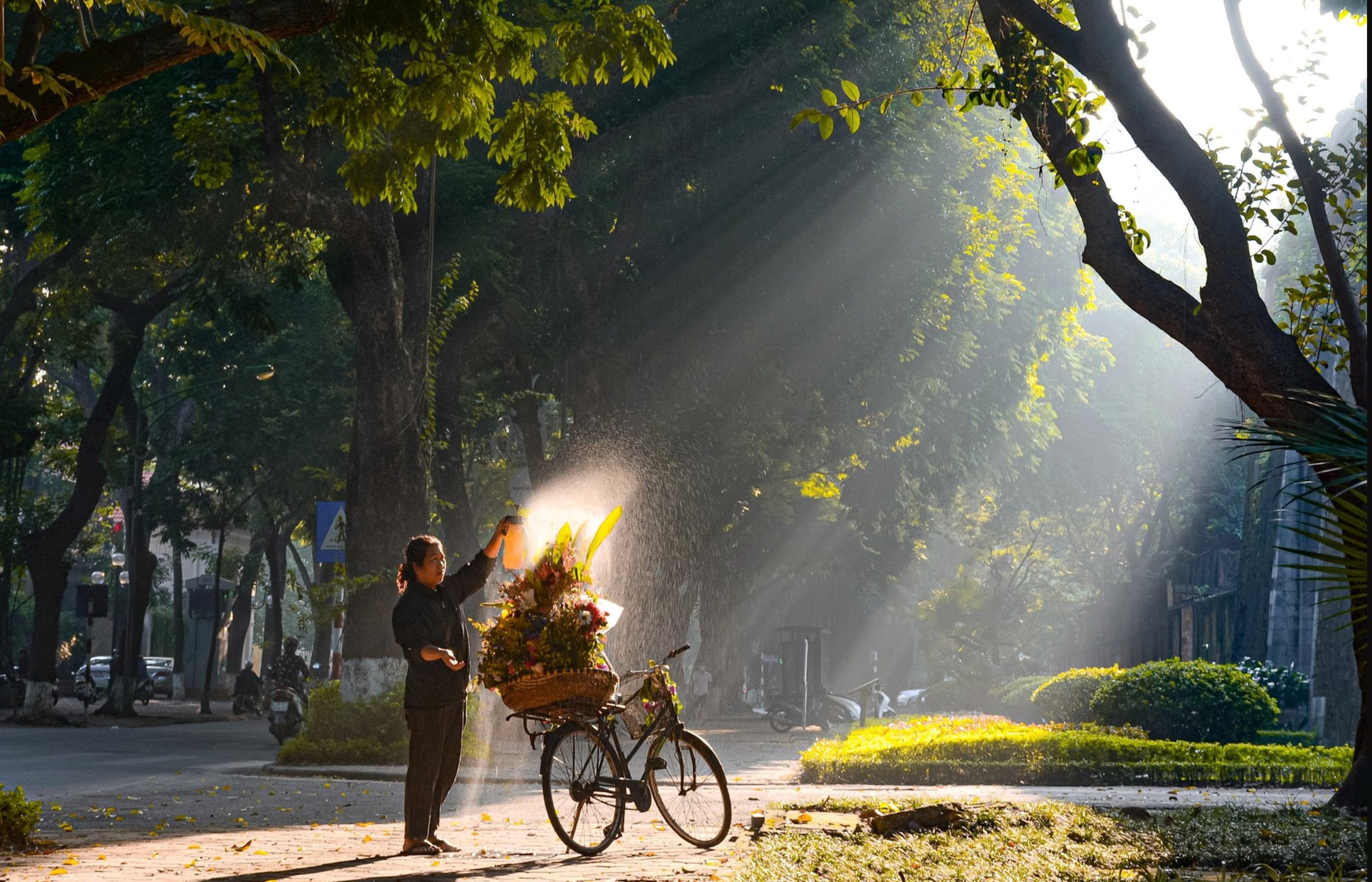 Hàng sấu cổ thụ phủ lá vàng trên phố Phan Đình Phùng