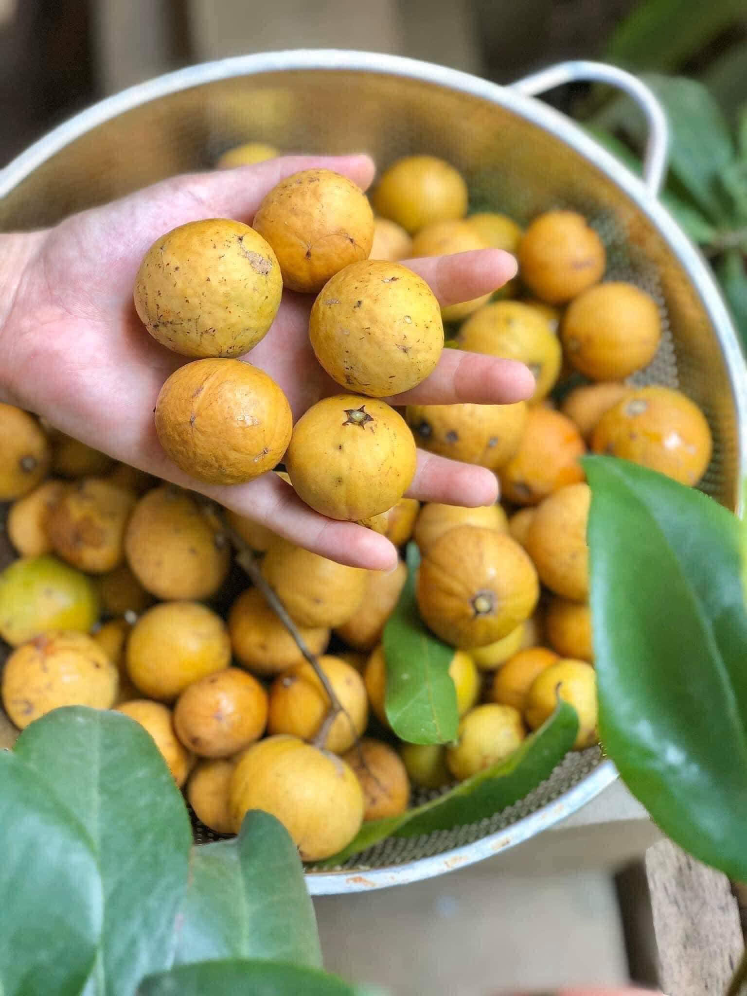 Quả sấu chín vàng ươm, món quà mùa thu Hà Nội được bày bán tại chợ Hàng Bè.