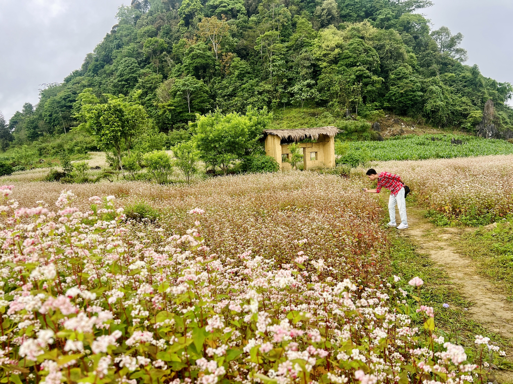 Hoa tam giác mạch nở rộ tại Lô Lô Chải.