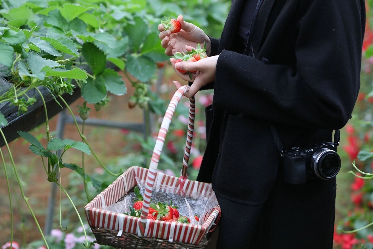 Mộc Châu – Cao nguyên xanh cho tâm hồn tĩnh lặng