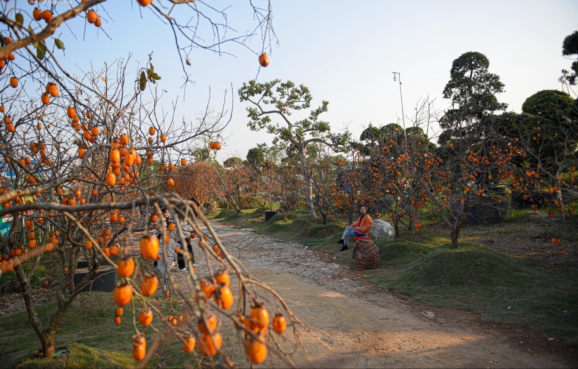 Check-in Vườn Cam và Vườn Hồng chín đỏ