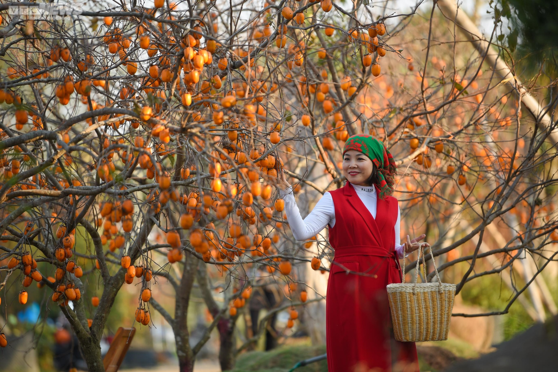 Check-in Vườn Cam và Vườn Hồng chín đỏ