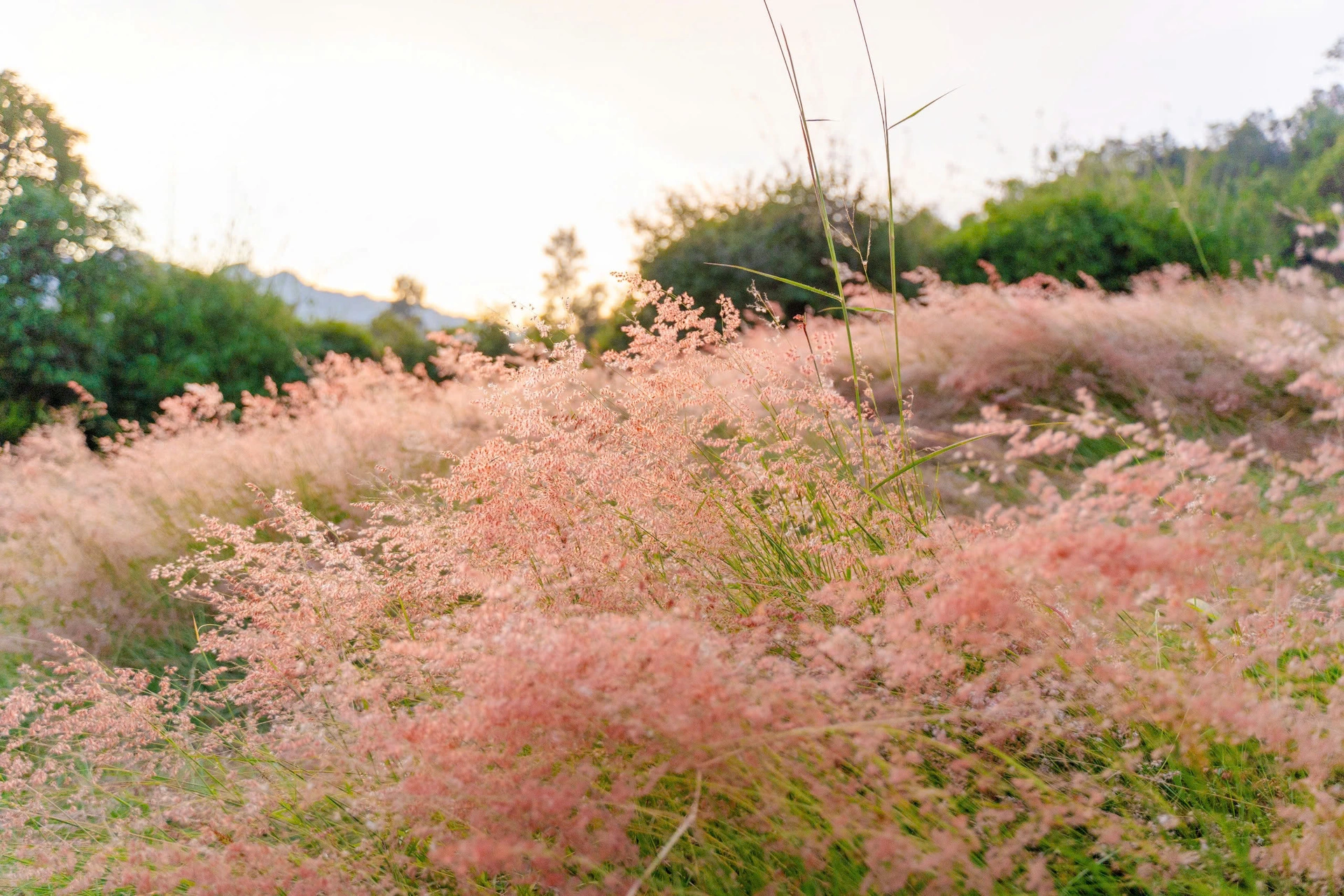 Đồi cỏ hồng Mộc Châu (Mường Sang)