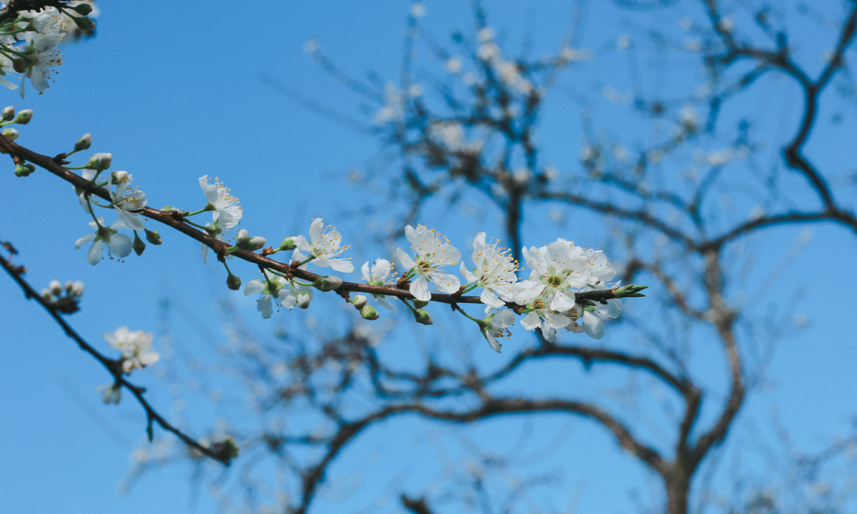 Ngắm hoa mận trái mùa