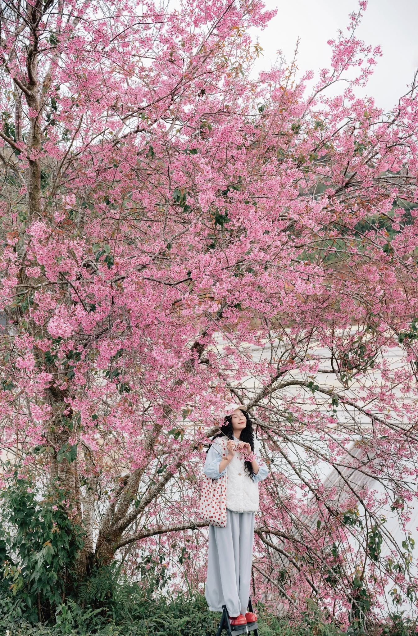 Mộng Đào Nguyên (Lạc Dương)