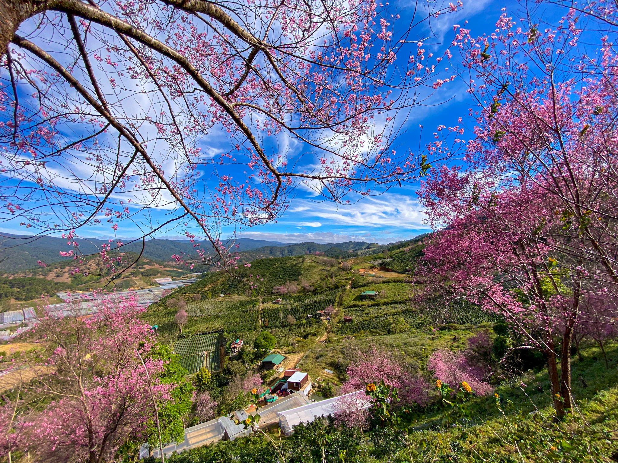 Mộng Đào Nguyên (Lạc Dương)