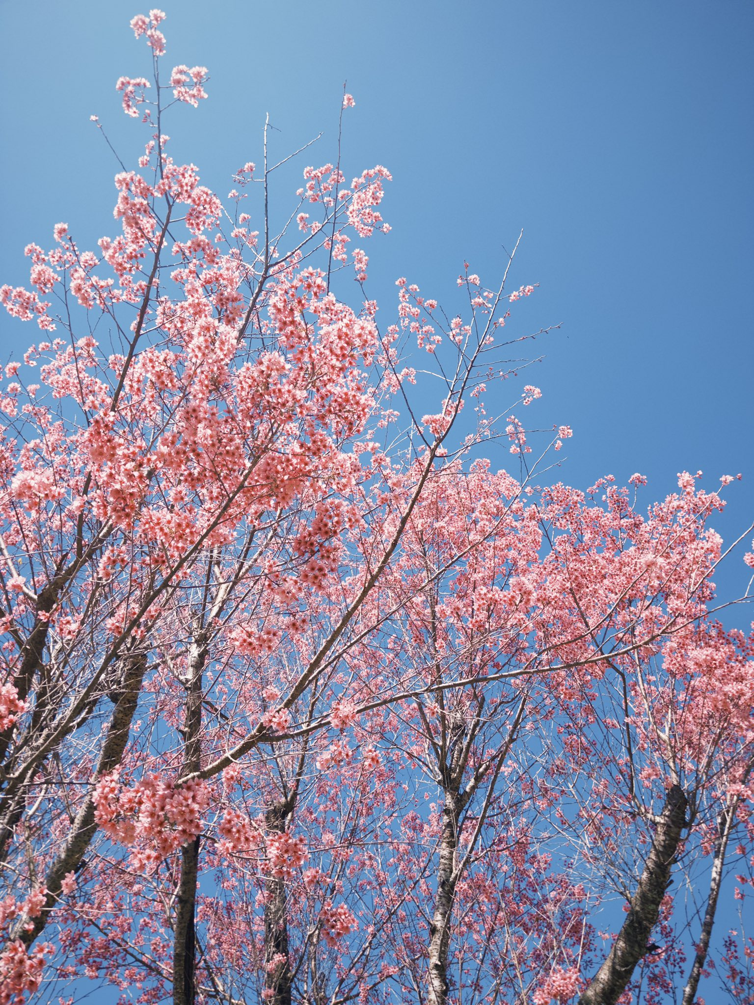 Mộng Đào Nguyên (Lạc Dương)
