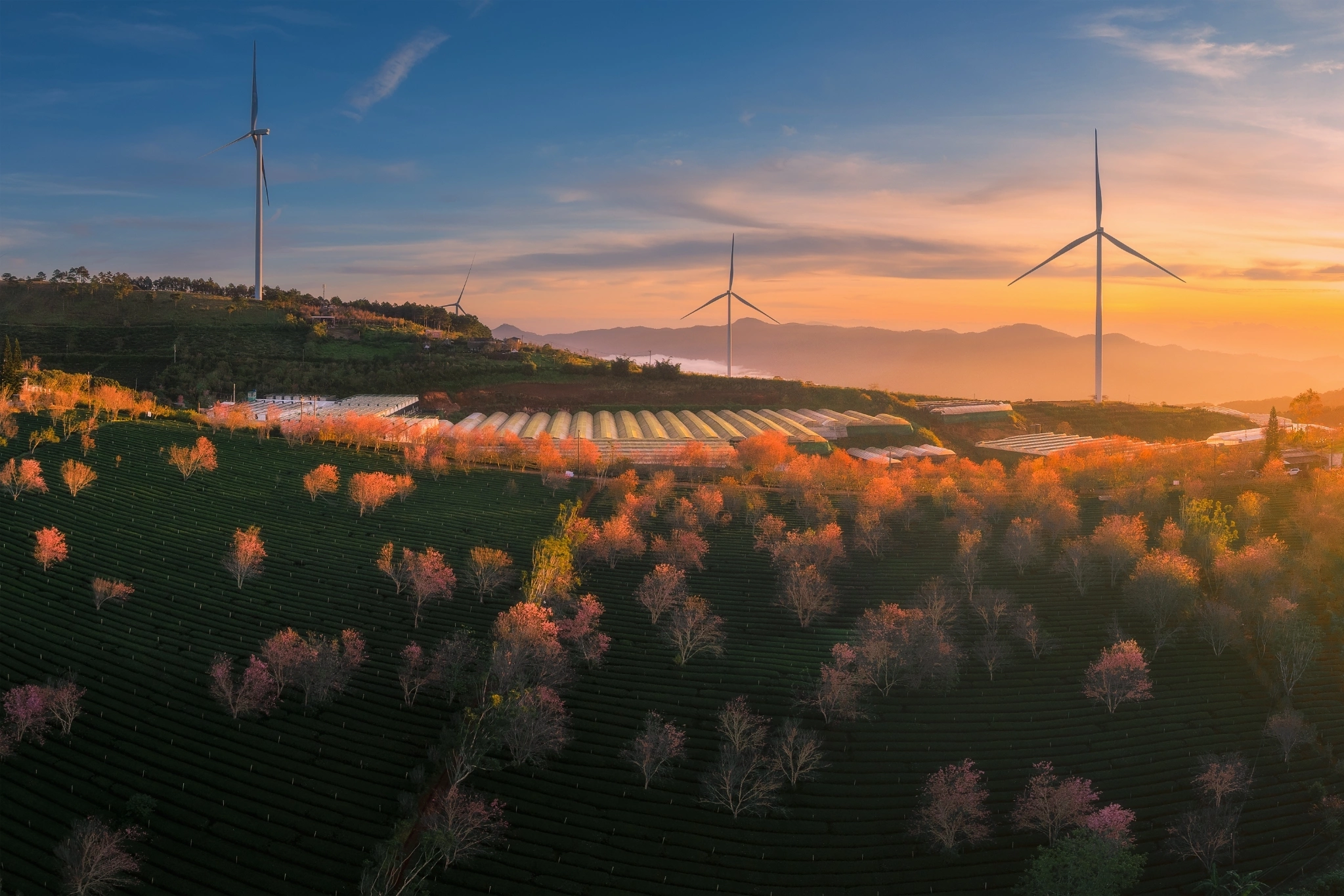 Ngắm mai anh đào tại Đồi Chè Cầu Đất kết hợp săn mây