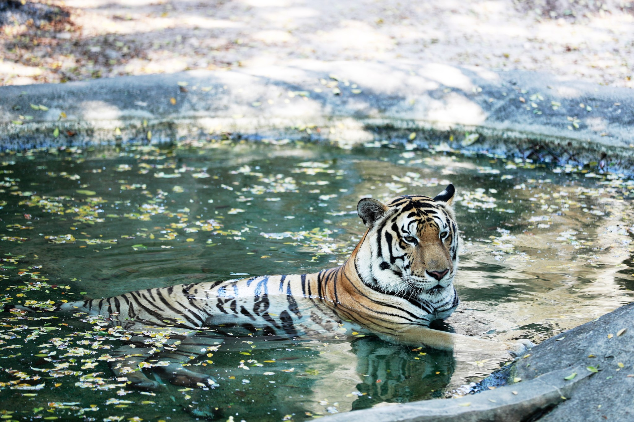 Khu Du Lịch Đại Nam Có Gì Chơi?