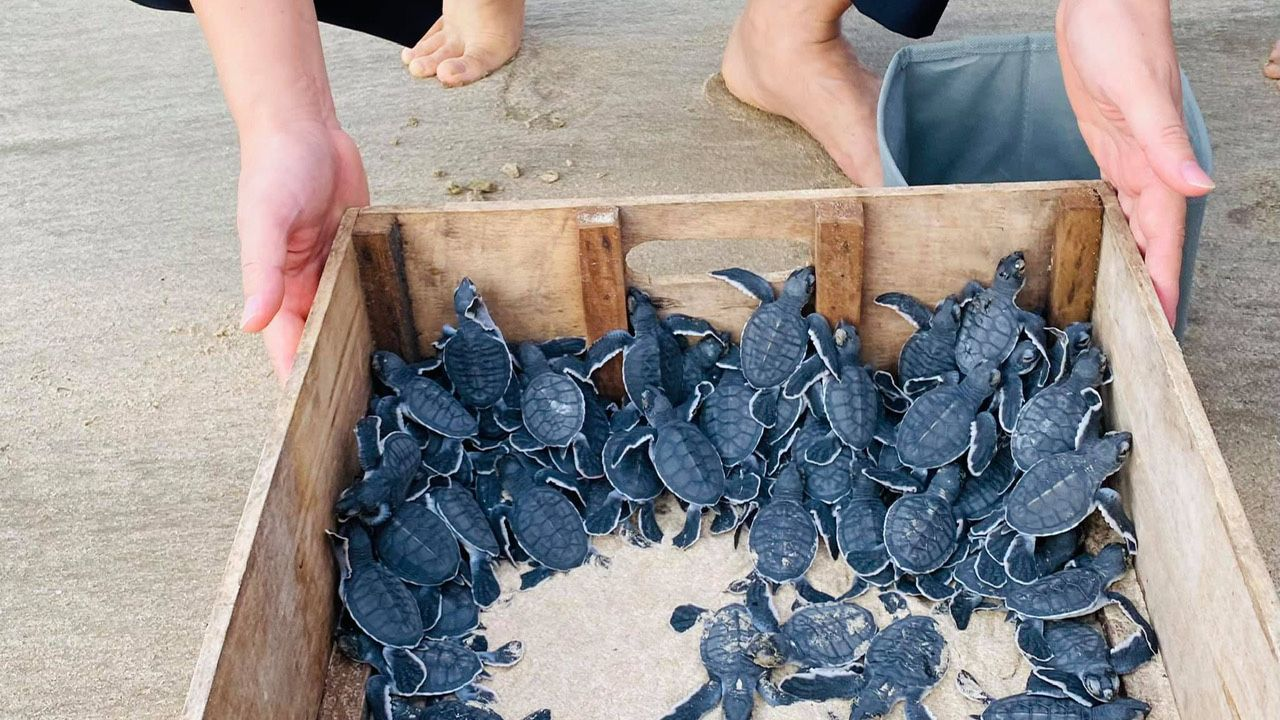 Trải nghiệm thả rùa về biển tại Hòn Bảy Cạnh Côn Đảo