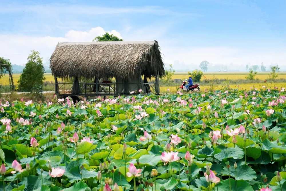 Cẩm Nang Du Lịch Đồng Tháp Tự Túc: Di Chuyển, Lưu Trú, Ăn Uống Mới Nhất 2025 post image