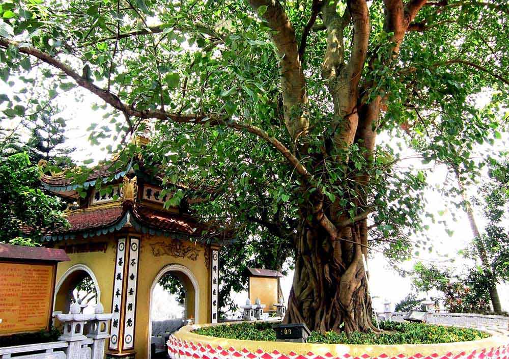 Chùa Trấn Quốc Có Gì Đặc Biệt? Hướng Dẫn Du Lịch Tâm Linh Hà Nội: Đường Đi, Giá Vé & Giờ Mở Cửa post image