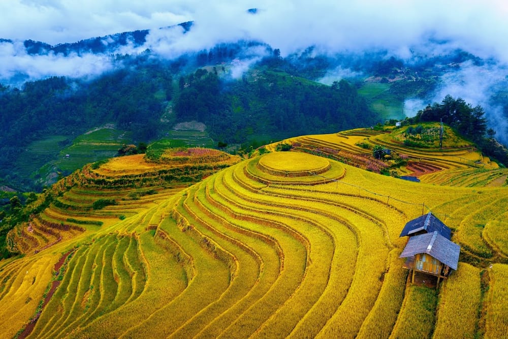 Mù Cang Chải Mùa Lúa Chín 2025: Lịch Trình, Điểm Đến Review Giá Vé & Cách Di Chuyển post image