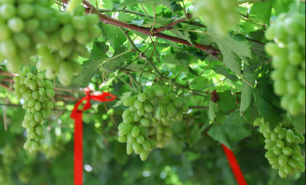 Địa Chỉ Cà Phê Vườn Nho Thới An Hot Nhất: Giờ Mở Cửa & Hướng Dẫn Đường Đi Chi Tiết