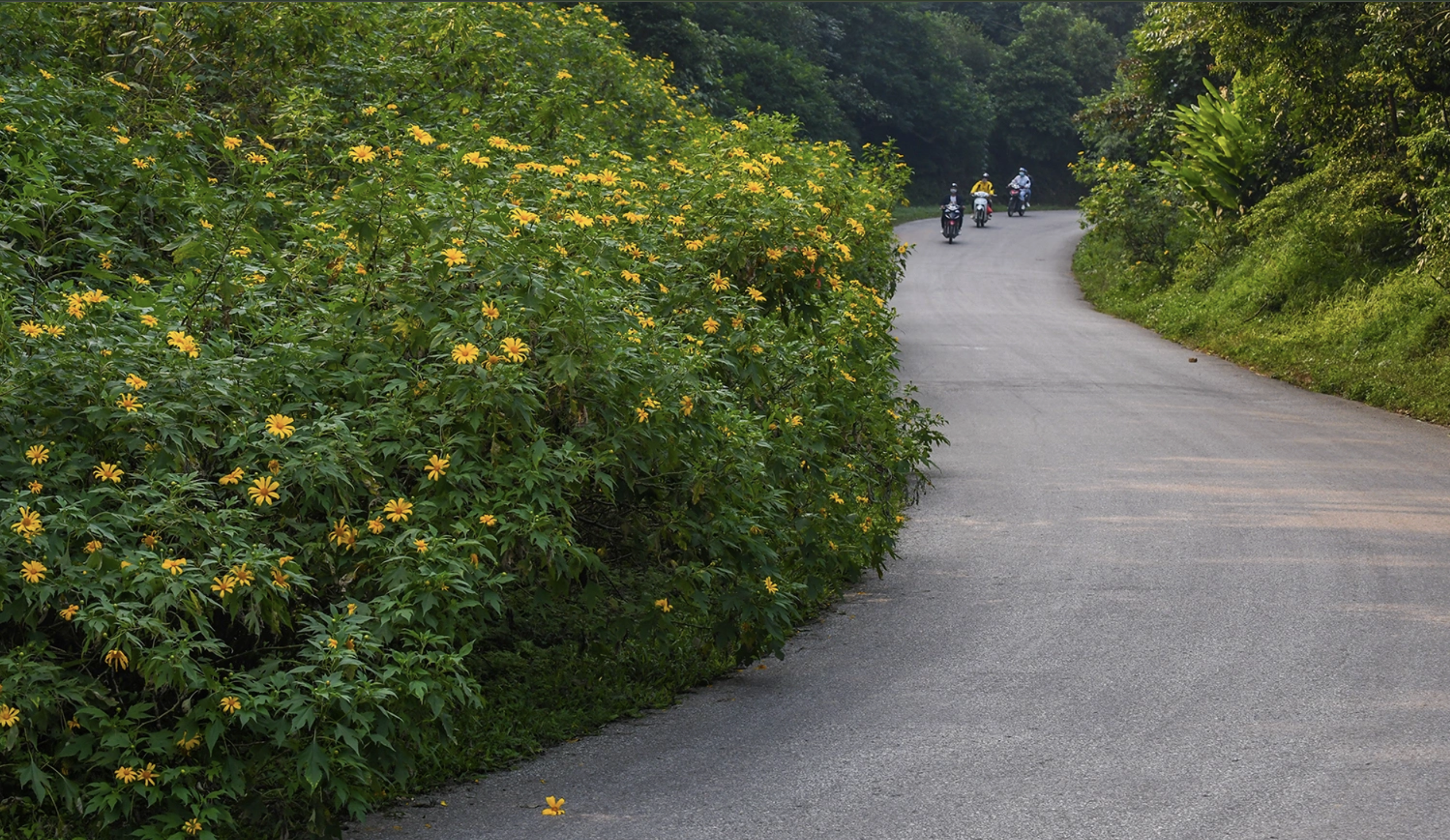 Cẩm Nang Du Lịch Ba Vì: Chơi Gì, Ăn Gì & Mùa Nào Đẹp Nhất?