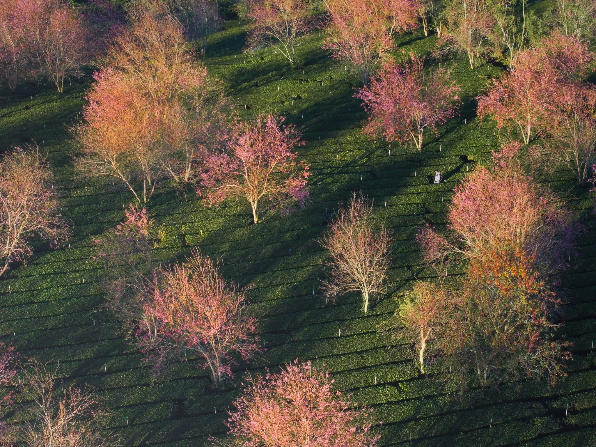 Đà Lạt Ngắm Mai Anh Đào Ở Đâu? Top 5 Cung Đường "Săn" Hoa Đẹp Nhất 2026